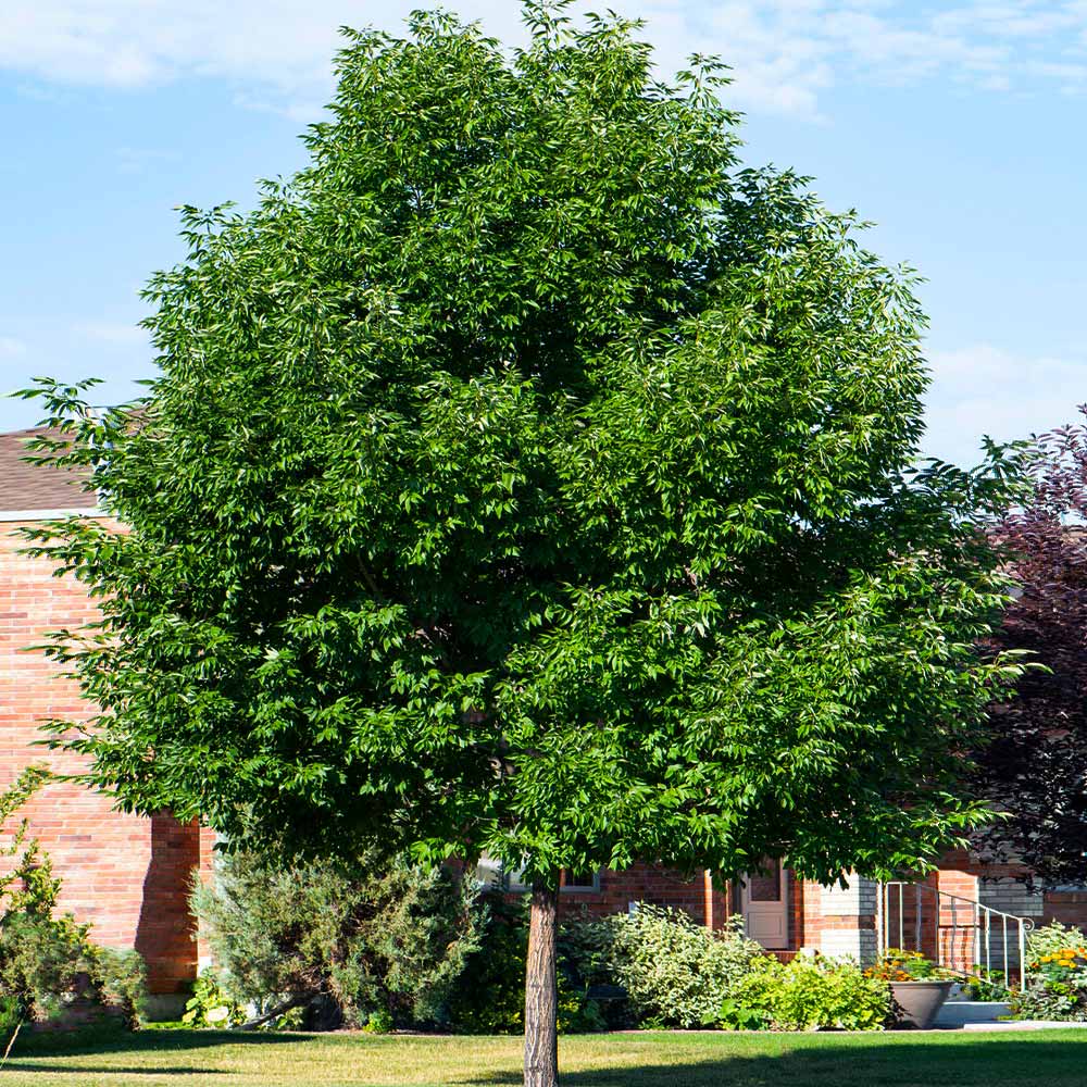 Patmore Green Ash Tree - Image 3
