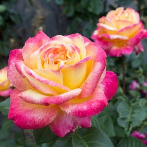 Peace Rose