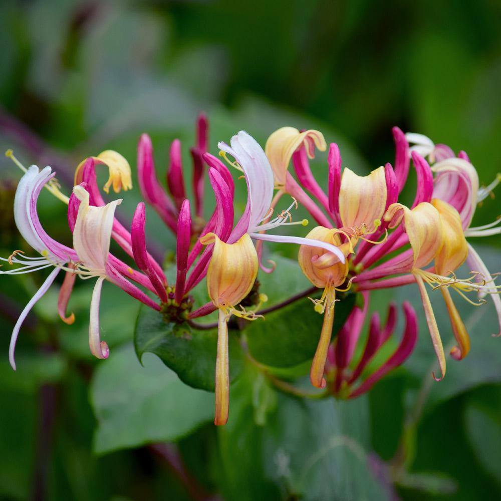 Peaches & Cream Honeysuckle Vine - Image 3
