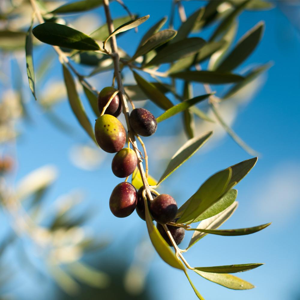 Pendolino Olive Tree - Image 2