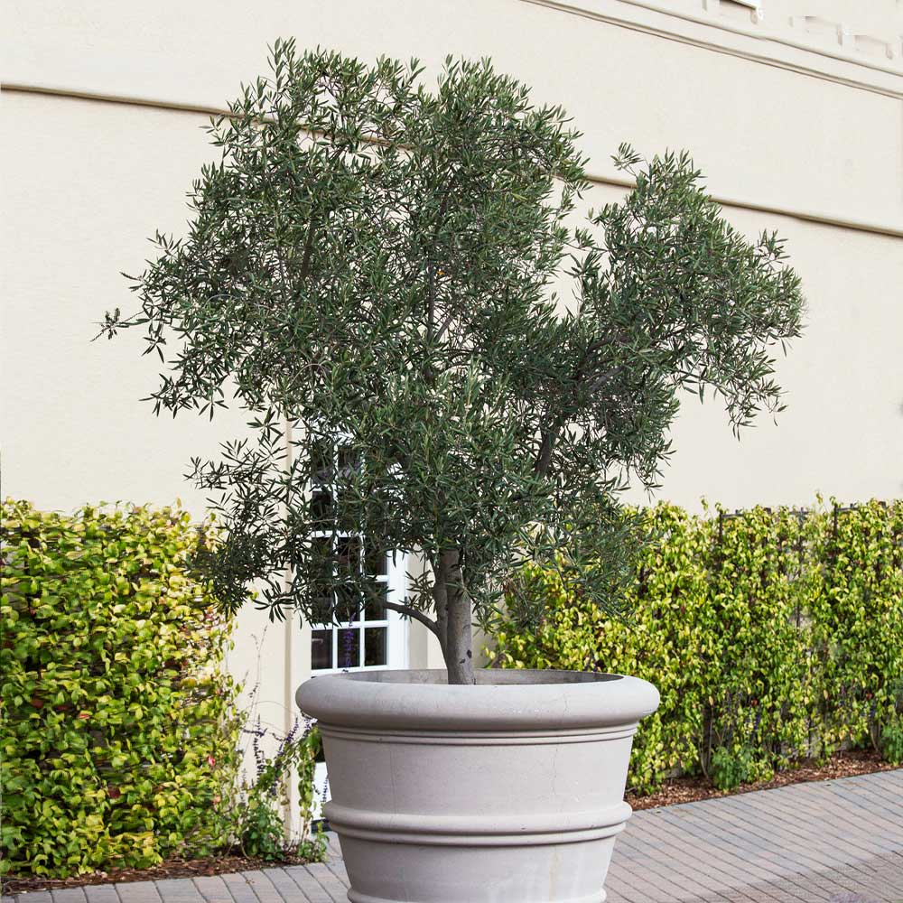 Pendolino Olive Tree - Image 3
