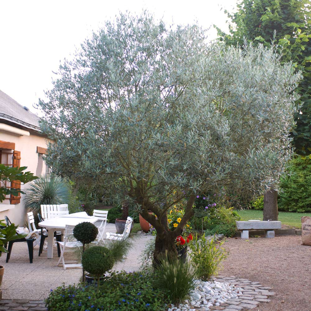 Pendolino Olive Tree - Image 4