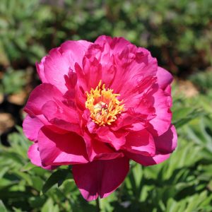 Garden Candy® Hot Tamale™ Itoh Peony Shrub