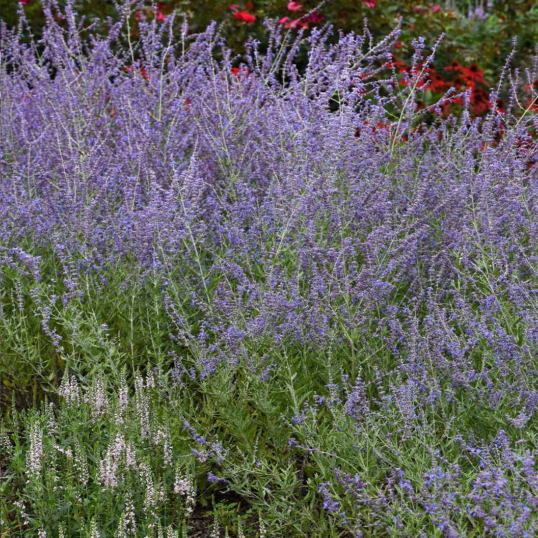 Better Versions® CrazyBlue Russian Sage Plant - Image 3