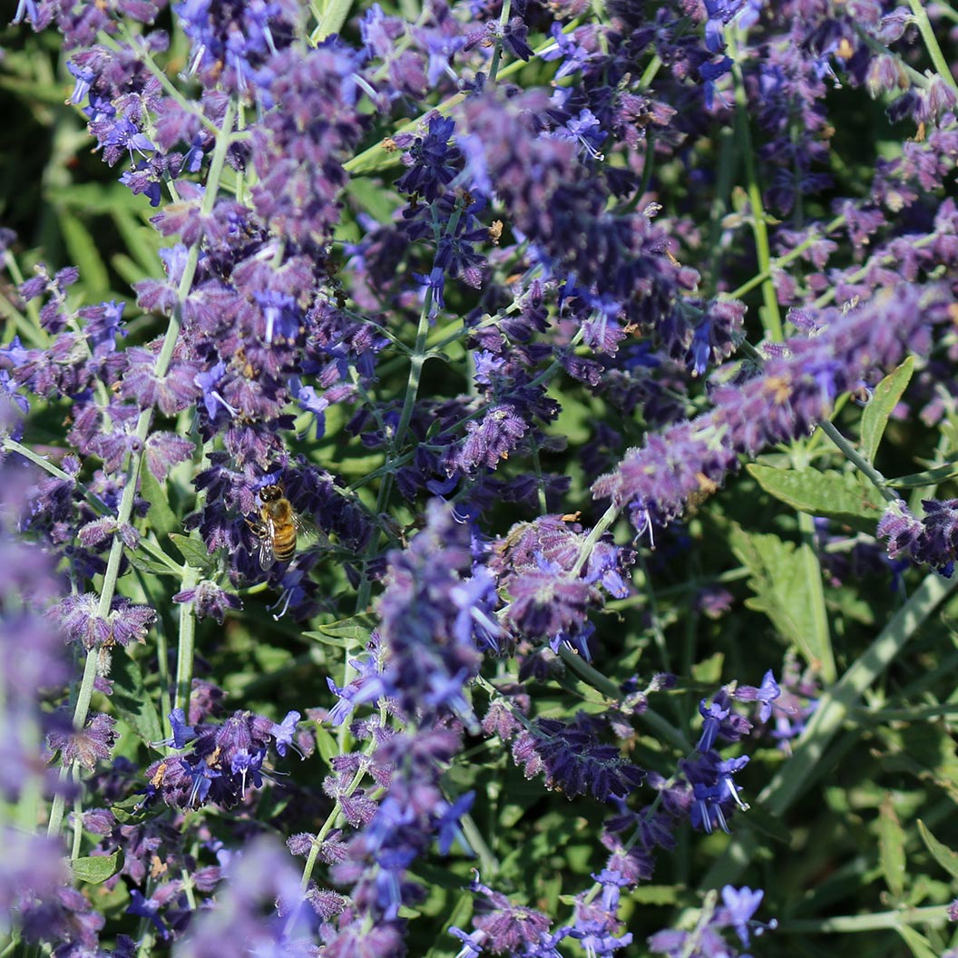 Better Versions® CrazyBlue Russian Sage Plant - Image 2
