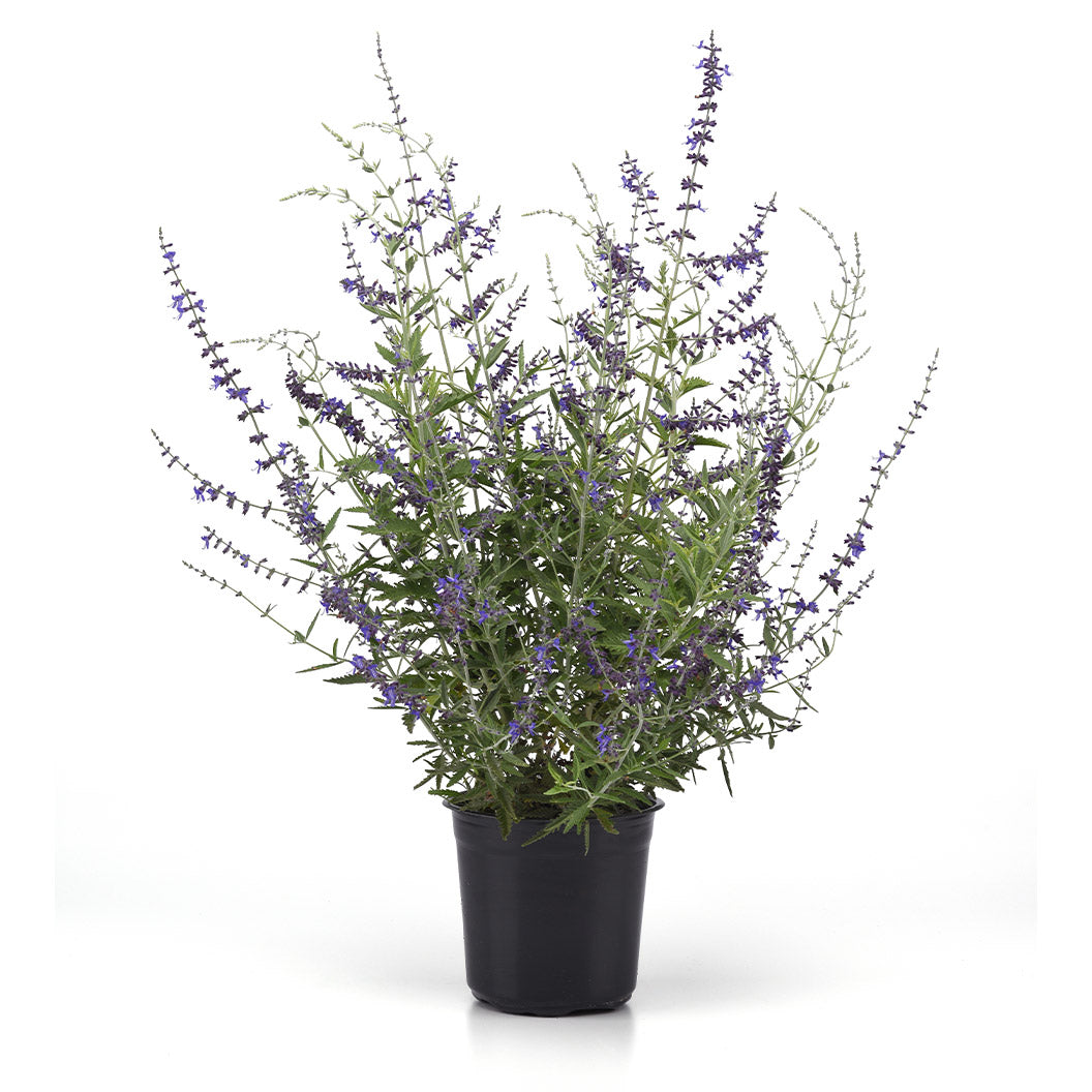 Better Versions® CrazyBlue Russian Sage Plant - Image 4