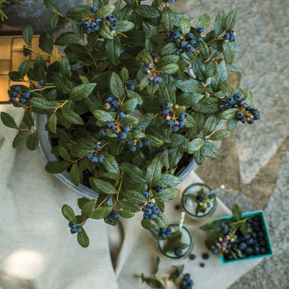 Bushel and Berry® Perpetua Blueberry Bush - Image 3