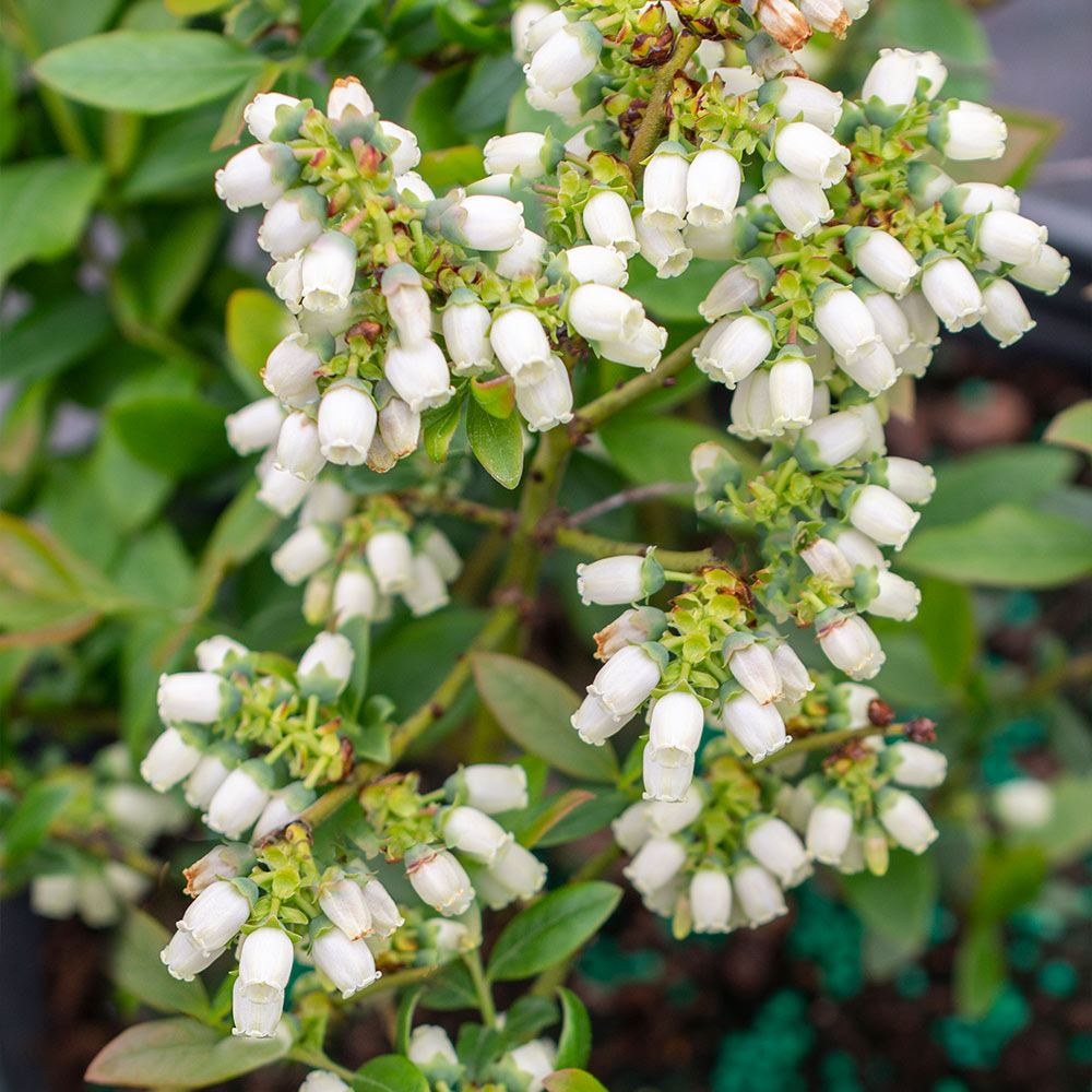 Bushel and Berry® Perpetua Blueberry Bush - Image 4