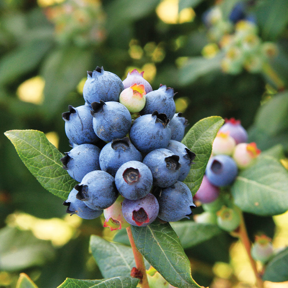 Bushel and Berry® Perpetua Blueberry Bush - Image 2