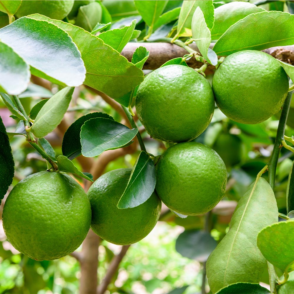 Persian 'Bearss' Lime Tree - Image 2