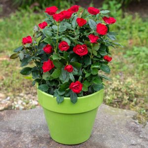 Petite Knock Out® Rose