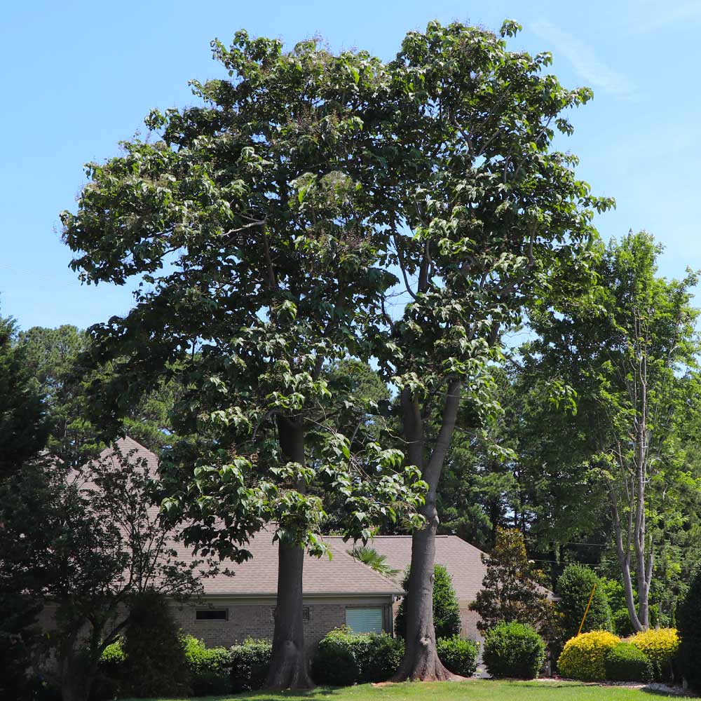 Phoenix One® Royal Empress Tree Florida