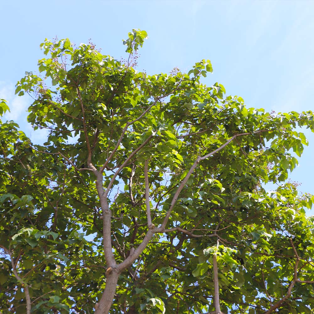 Phoenix One® Royal Empress Tree Florida - Image 2