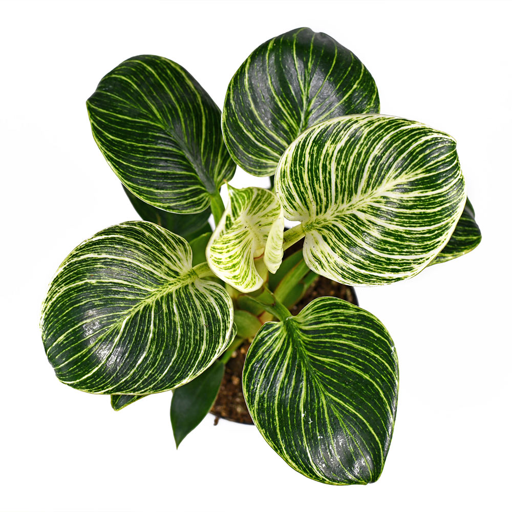 Birkin Philodendron Plant - Image 2