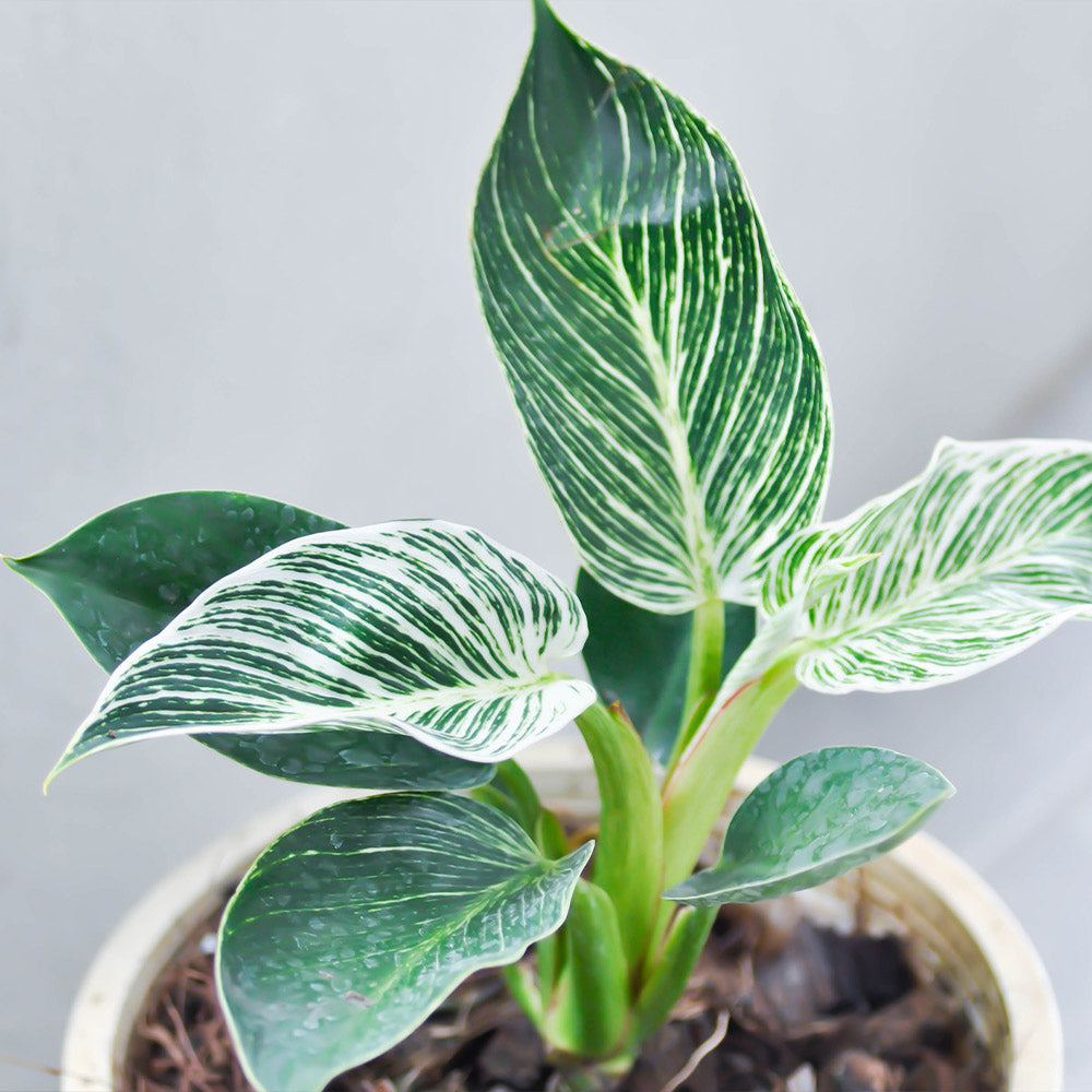 Birkin Philodendron Plant - Image 4