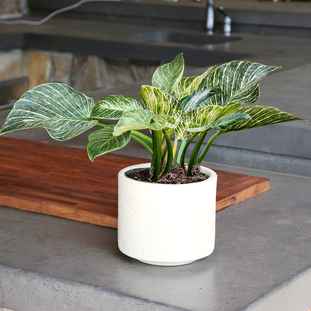 Birkin Philodendron Plant - Image 3