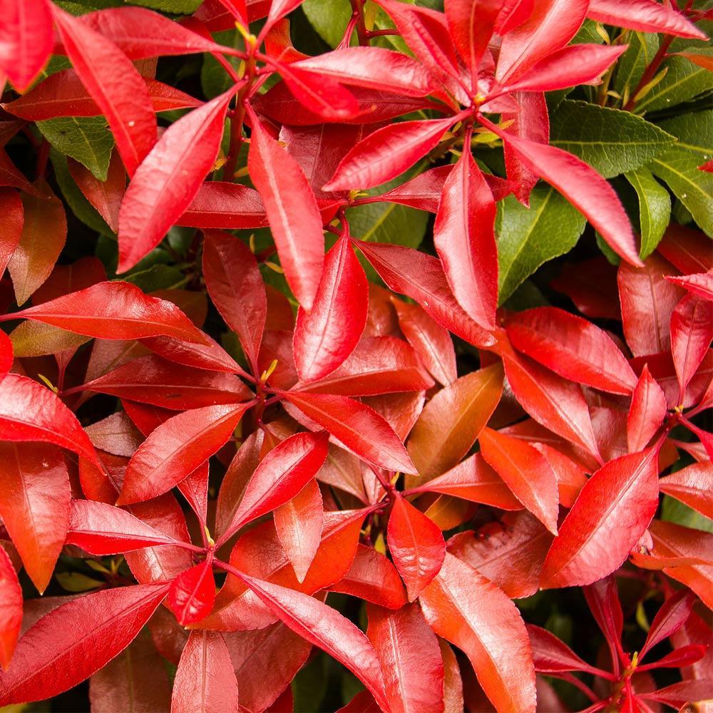 Pieris Mountain Fire Plant - Image 2