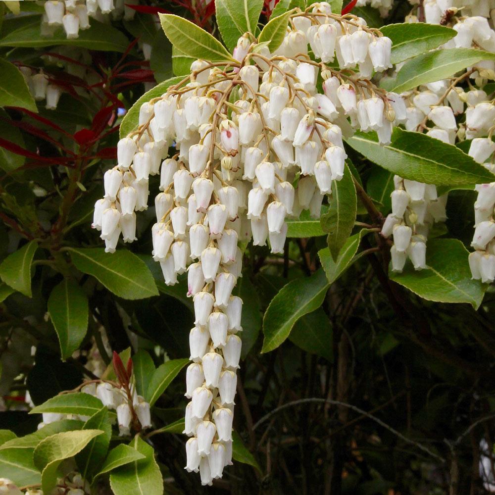Pieris Mountain Fire Plant - Image 3