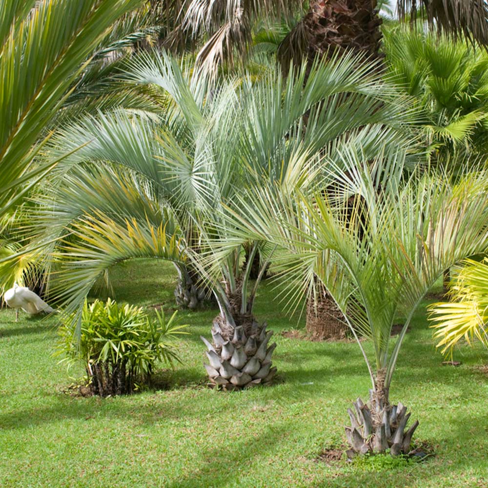 Pindo Palm - Image 2