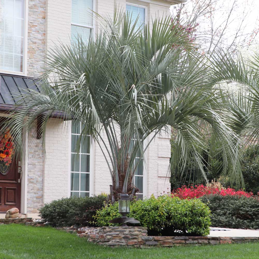 Pindo Palm - Image 3