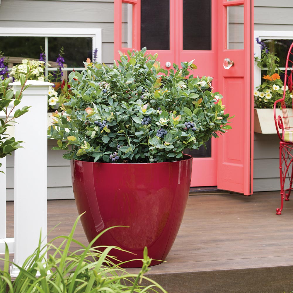 Bushel and Berry® Pink Icing® Blueberry Bush - Image 5