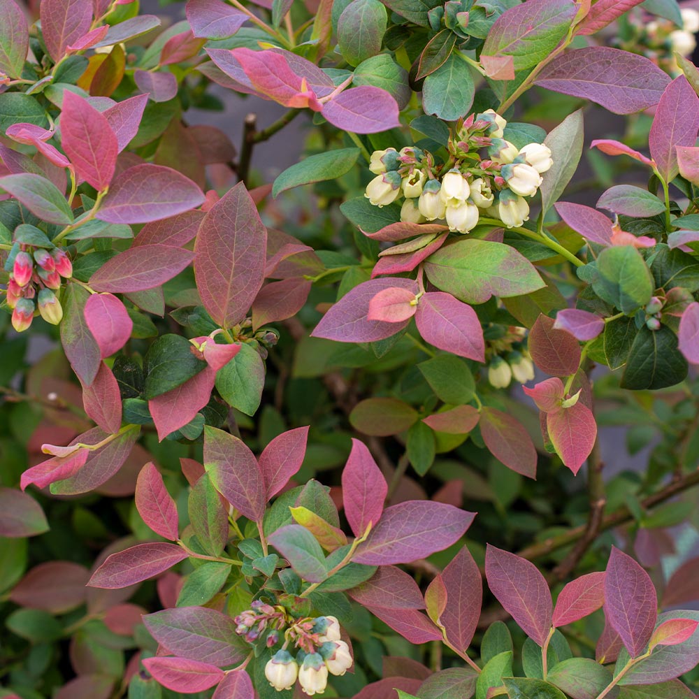 Bushel and Berry® Pink Icing® Blueberry Bush - Image 2