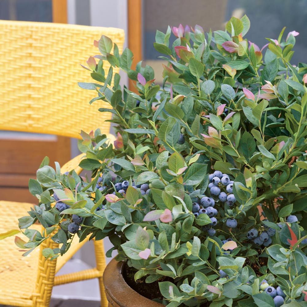 Bushel and Berry® Pink Icing® Blueberry Bush - Image 3