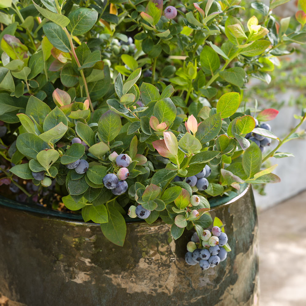 Bushel and Berry® Pink Icing® Blueberry Bush - Image 4