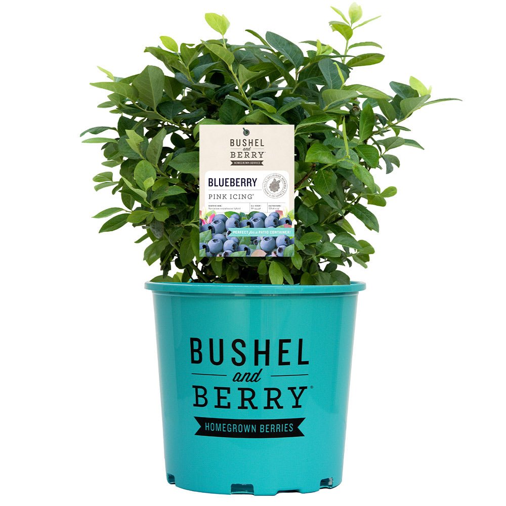 Bushel and Berry® Pink Icing® Blueberry Bush - Image 6