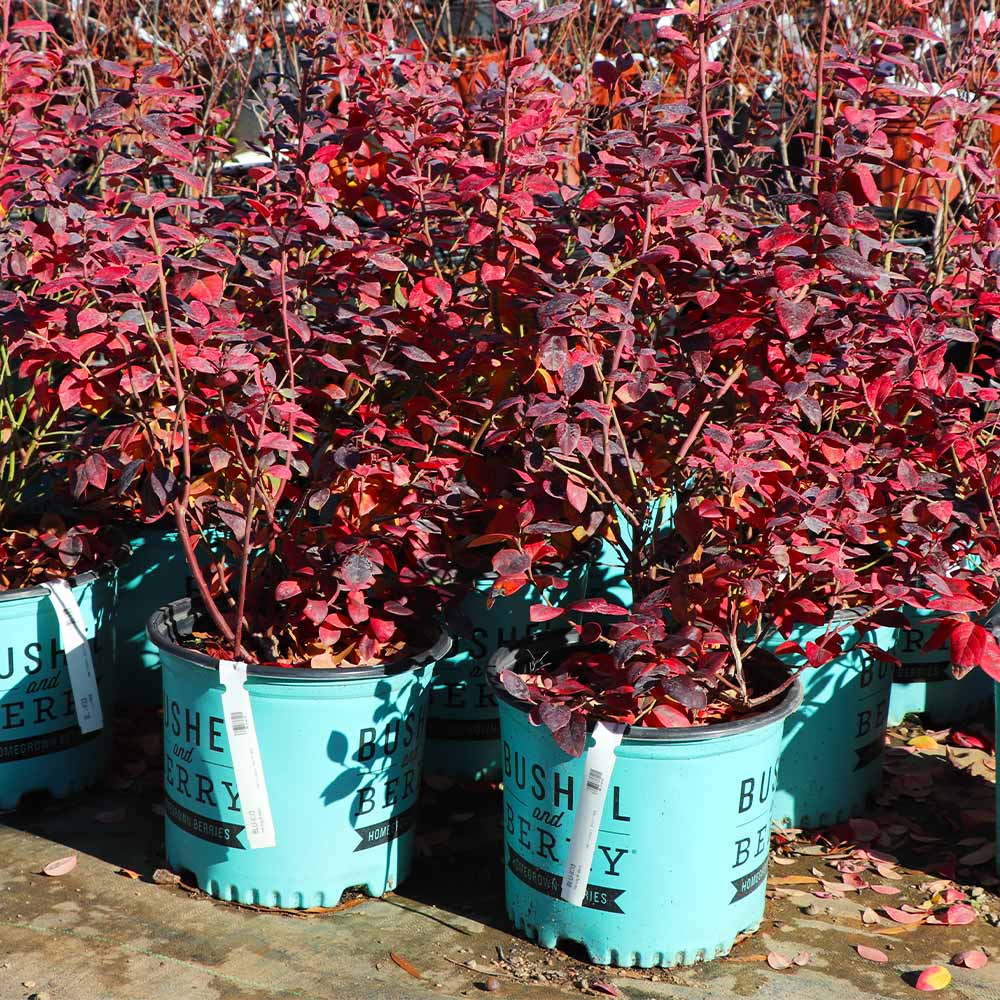 Bushel and Berry® Pink Icing® Blueberry Bush - Image 8