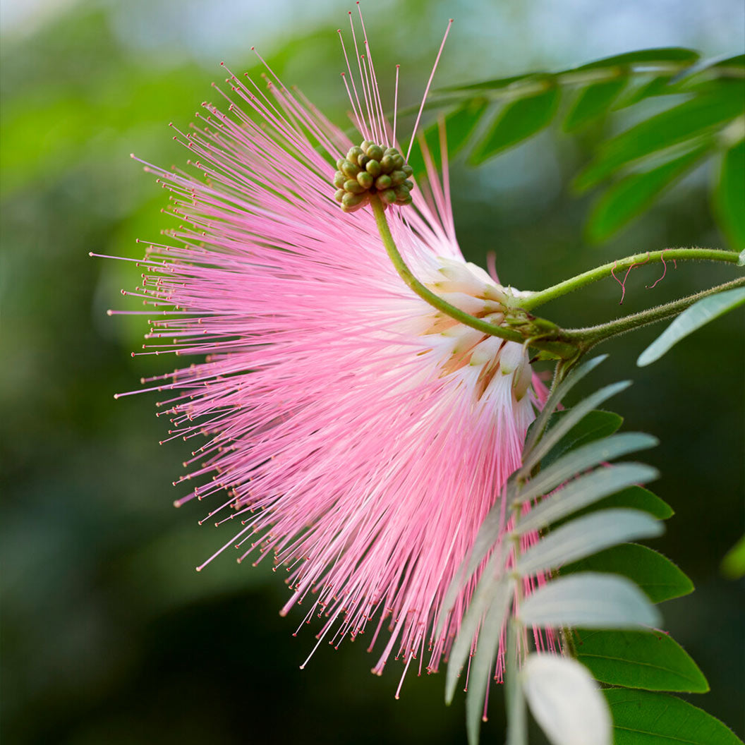 Pink Powder Puff - Image 2