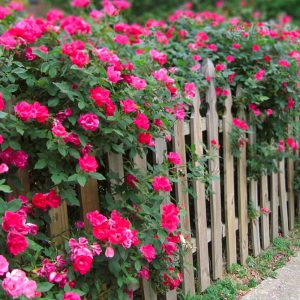 Double Pink Knock Out® Rose Shrub