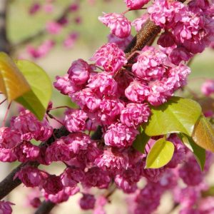 Bloomables® Pink Pom Poms Redbud Tree