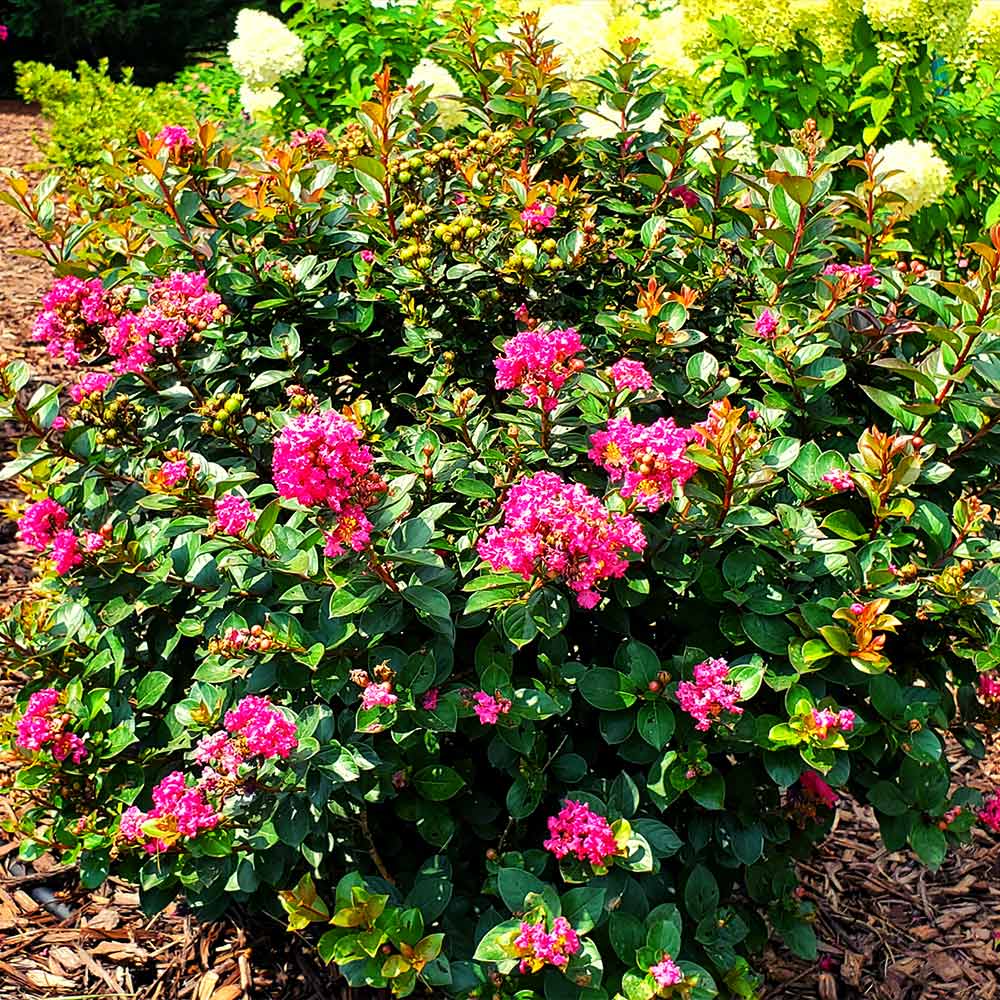 Pocomoke Crape Myrtle Shrub - Image 3