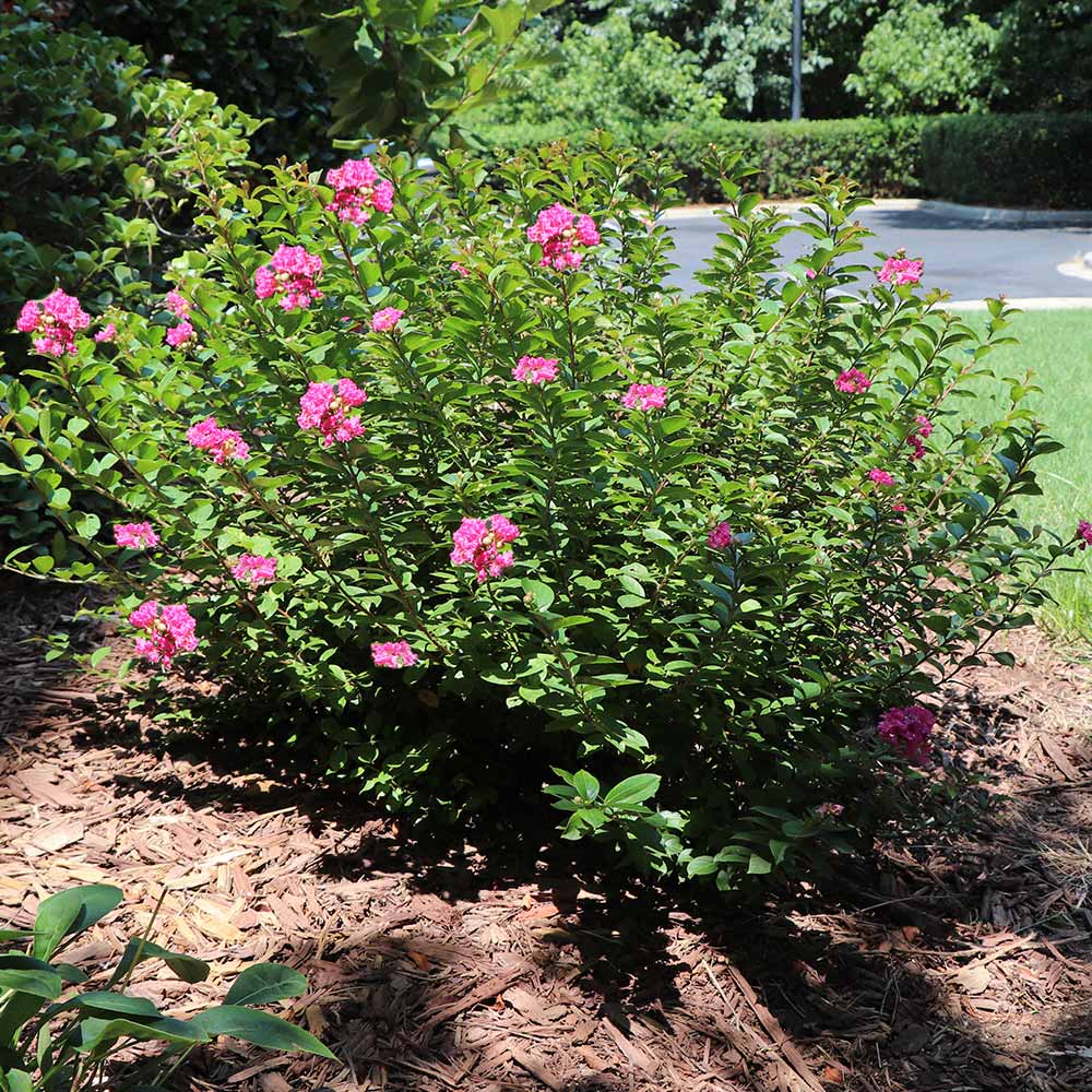 Pocomoke Crape Myrtle Shrub - Image 2