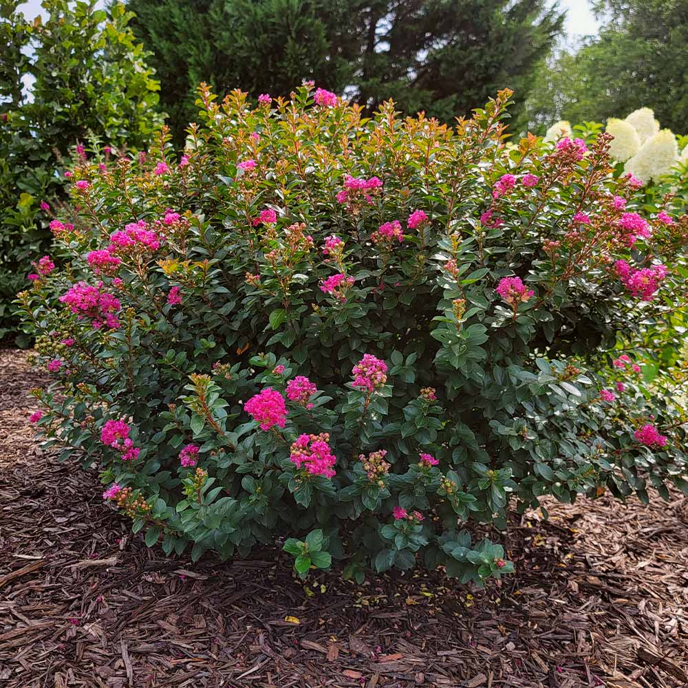 Pocomoke Crape Myrtle Shrub - Image 4