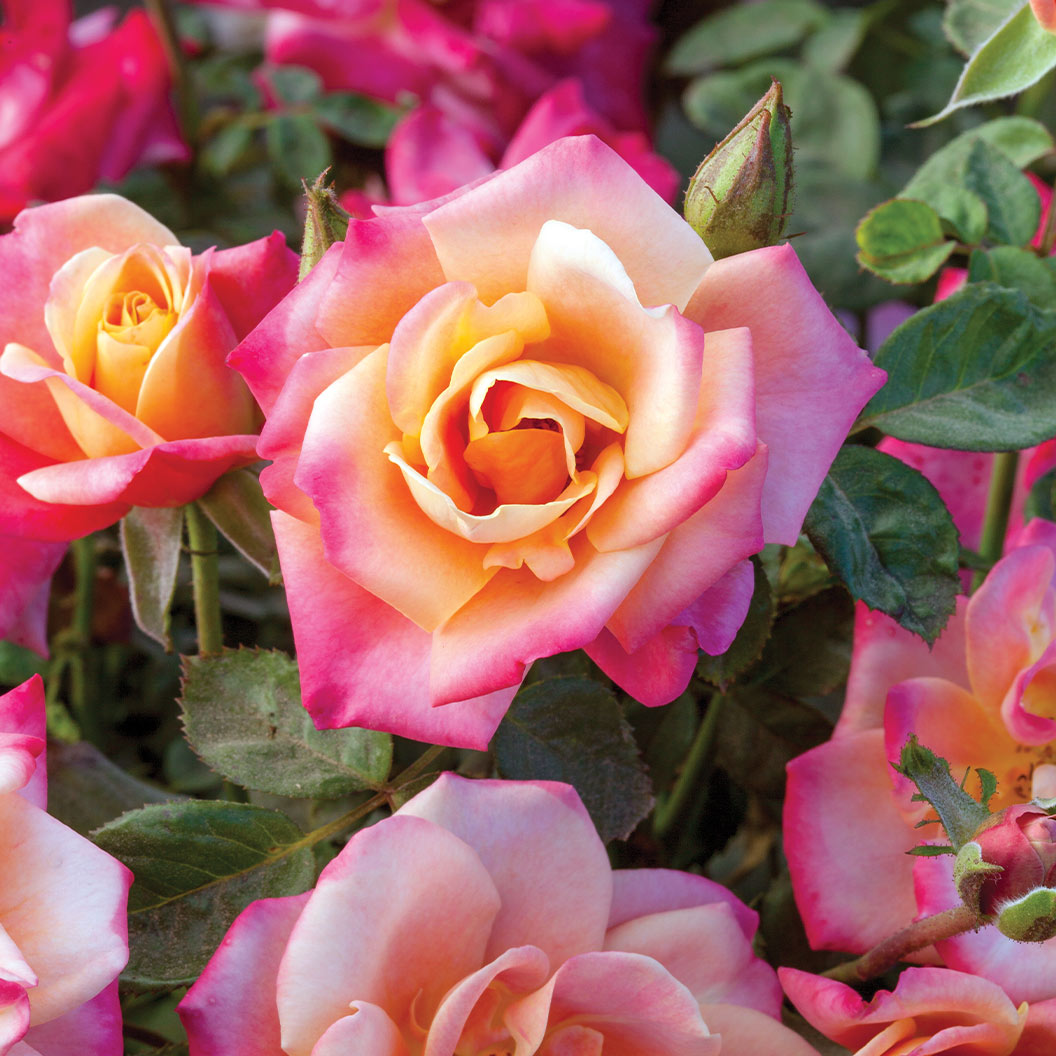 Polynesian Punch Rose Tree - Image 4