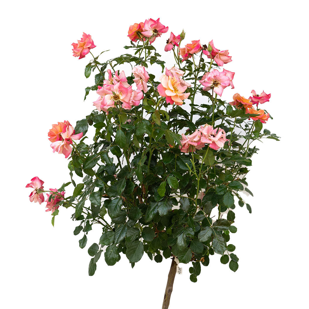 Polynesian Punch Rose Tree - Image 3
