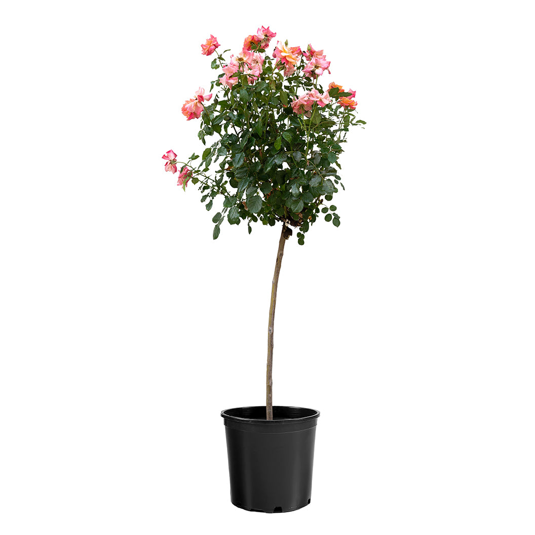 Polynesian Punch Rose Tree - Image 2