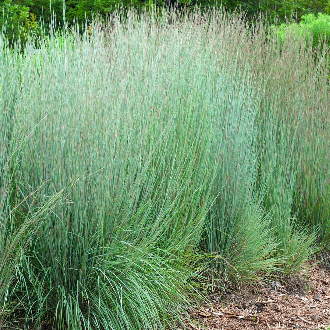 Prairie Blues Little Bluestem Grass - Image 3