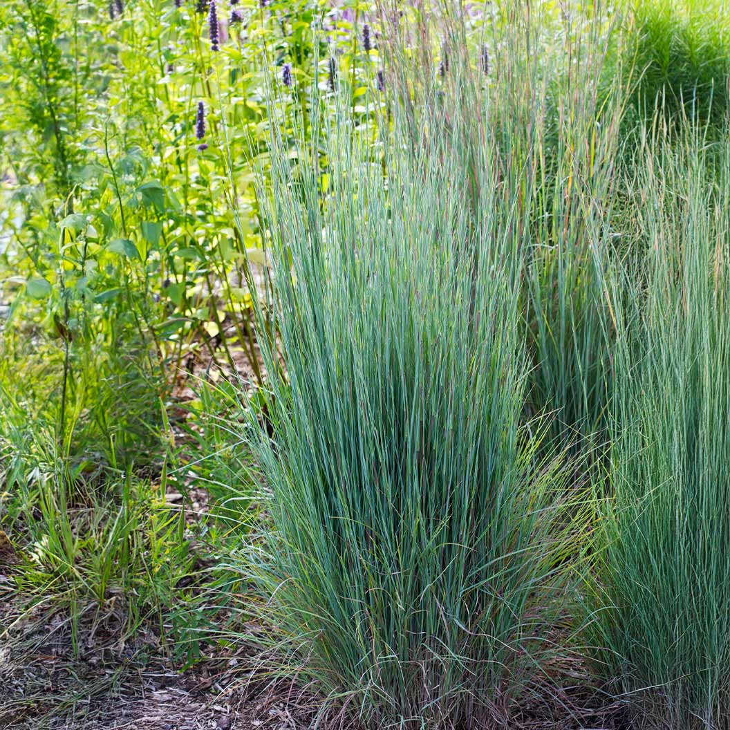 Prairie Blues Little Bluestem Grass - Image 2