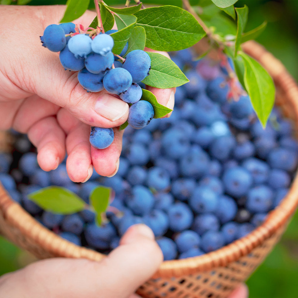 Premier Blueberry Bush - Image 2