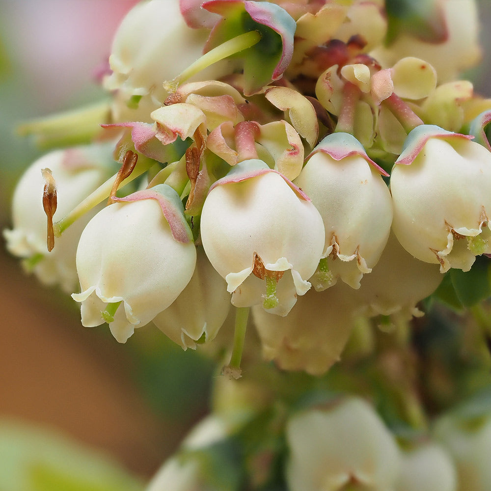Premier Blueberry Bush - Image 3