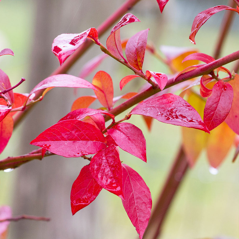 Premier Blueberry Bush - Image 4