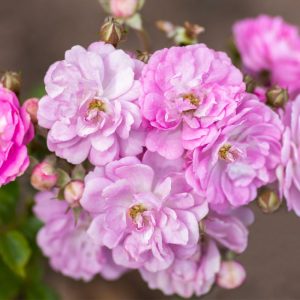Bloomables® Pretty Polly® Lavender Rose