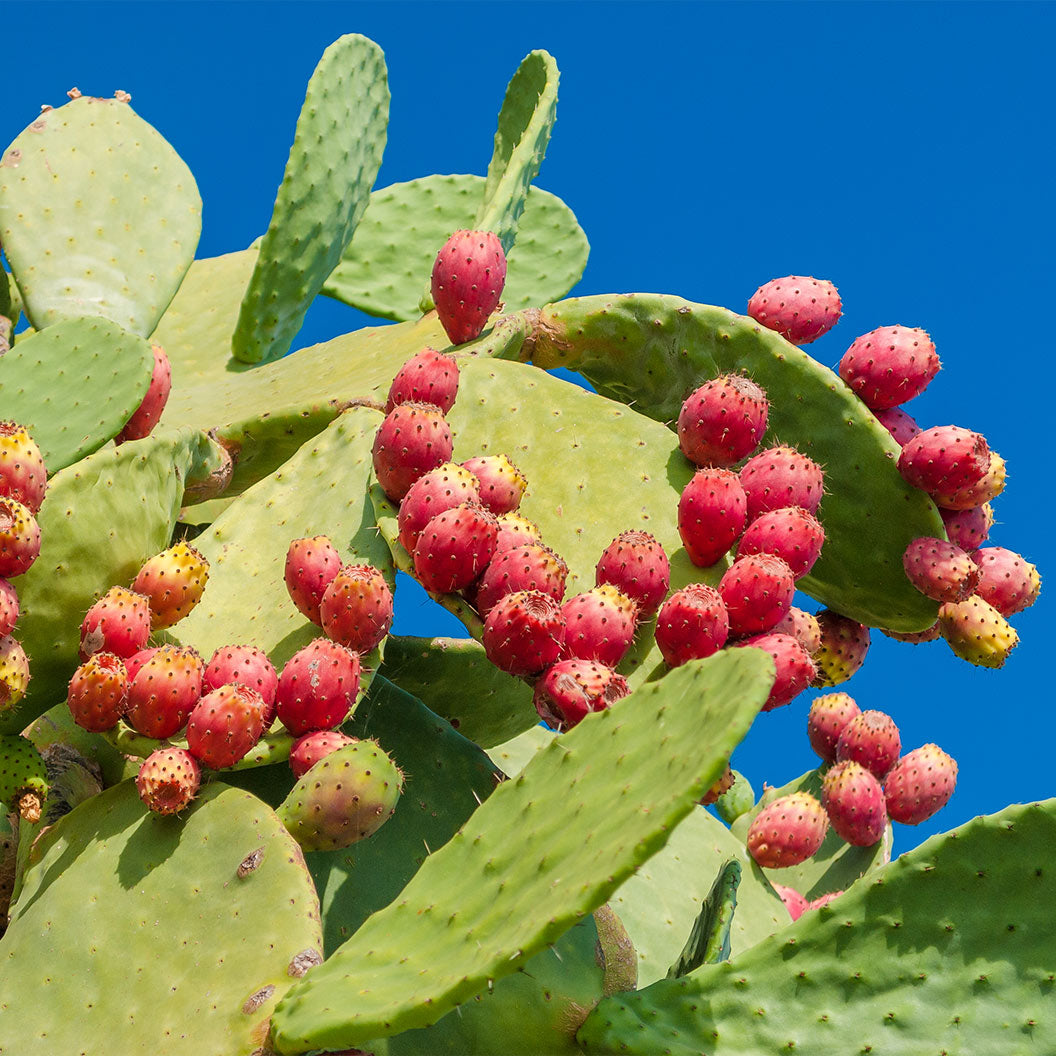 Nopal Prickly Pear Cactus Plant