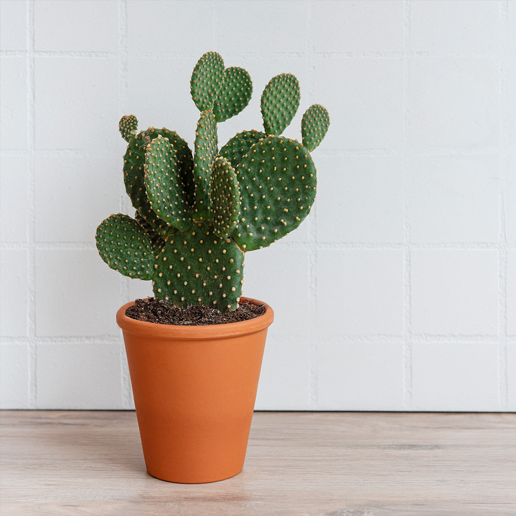 Nopal Prickly Pear Cactus Plant - Image 2