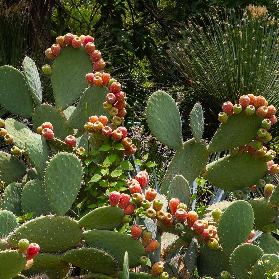 Nopal Prickly Pear Cactus Plant - Image 3