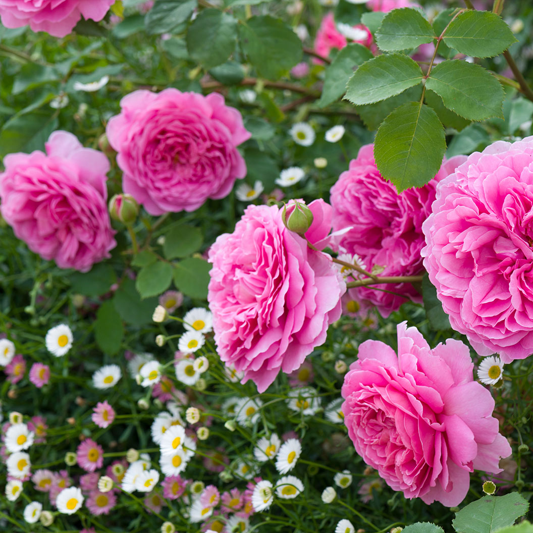David Austin® Princess Alexandra of Kent™ Rose Bush - Image 3