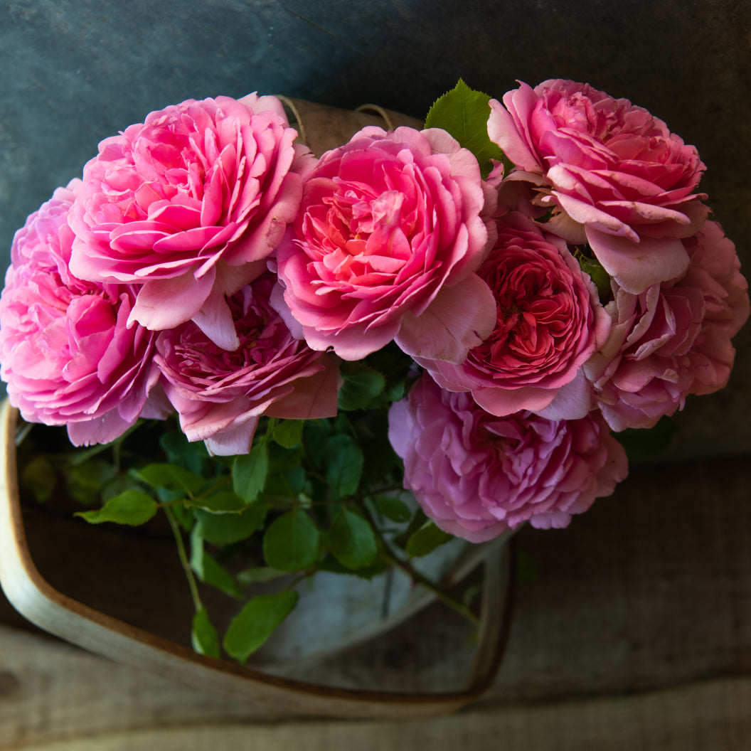 David Austin® Princess Alexandra of Kent™ Rose Bush - Image 2